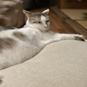 くつろぎモードの「福」