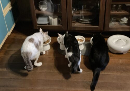 食いしん坊トリオ〜一緒にご飯