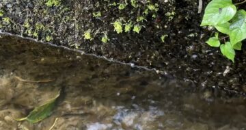 家裏の湧き水の音で涼をとる
