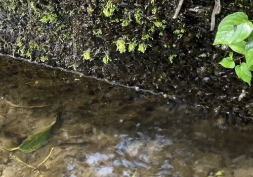 家裏の湧き水の音で涼をとる