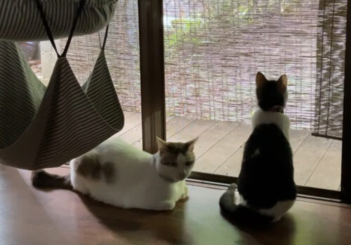 仲が良いのか悪いのかわからない二人
