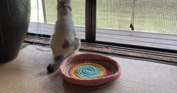可愛い手作り猫ベッドを完璧に無視する猫