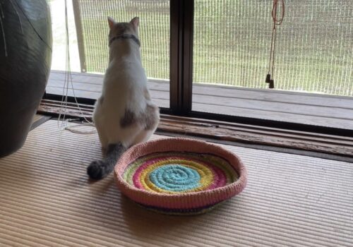 可愛い手作り猫ベッドを完璧に無視する猫