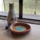 可愛い手作り猫ベッドを完璧に無視する猫