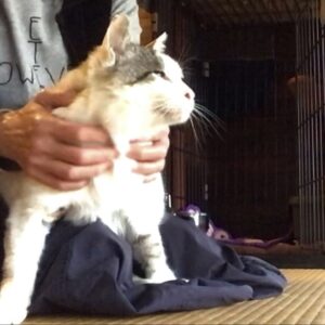 猫駅長「福」を正式にねこもりや家の一員に♪