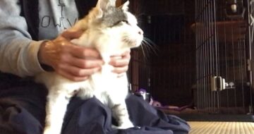 猫マッサージでうっとり。元猫駅長「福」