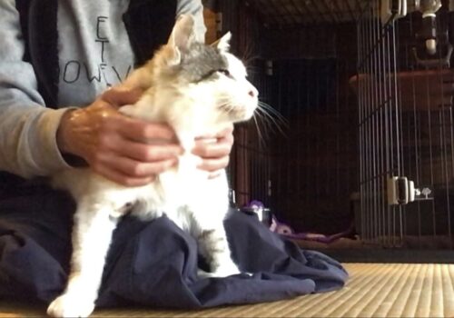猫マッサージでうっとり。元猫駅長「福」