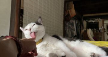ただただ可愛いだけの「はる」に癒される日