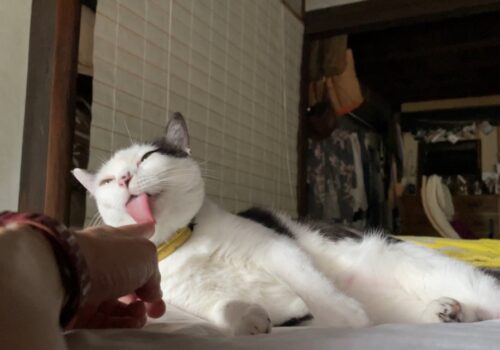 ただただ可愛いだけの「はる」に癒される日