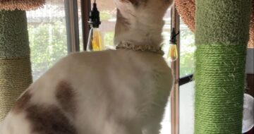 「福」がねこもりや家に来て初めてのキャットタワー登頂