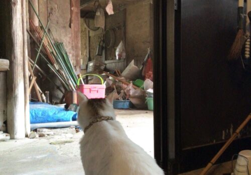 つばめと仲良くなりたい猫