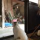 つばめと仲良くなりたい猫