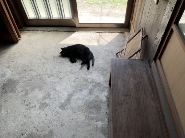 猫が落ちてた夕方の玄関