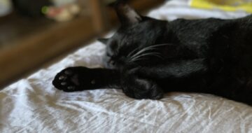 黒猫には特にこたえる暑さかも「うらら」