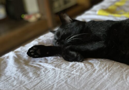 黒猫には特にこたえる暑さかも「うらら」