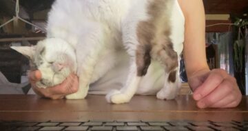 甘え隊隊長「福」