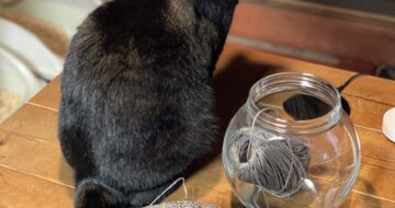 黒猫「うらら」とグレーのかぎ針編み帽子