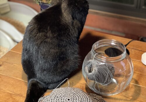 黒猫「うらら」とグレーのかぎ針編み帽子