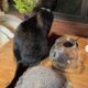 黒猫「うらら」とグレーのかぎ針編み帽子