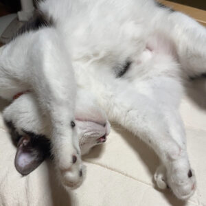 可愛い「はる」