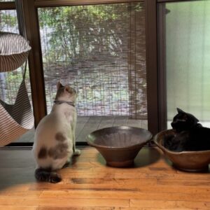 「うらら」と「こごみ」