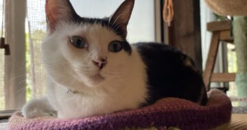 猫は天才〜真似できないあざとさ