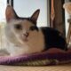 猫は天才〜真似できないあざとさ