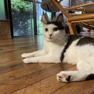 リラックス「こごみ」