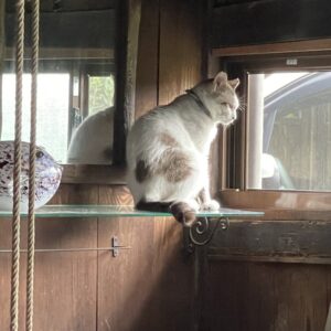 元気がない「福」