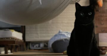 心配そうに見つめる「うらら」
