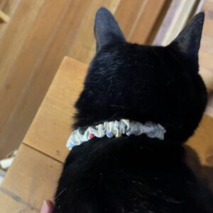 100均てぬぐいワンピと猫用首輪〜人間をとりこにする天才猫と暮らす