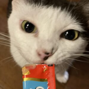 ちゅ〜る大好き