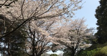 永源山公園の満開の桜