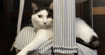 キャットトラピーズが大好き♪