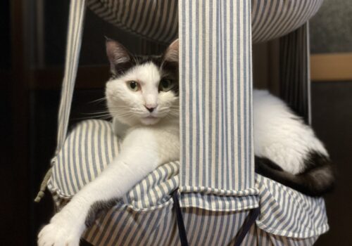 キャットトラピーズが大好き♪