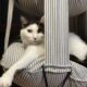 キャットトラピーズが大好き♪
