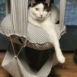キャットトラピーズが大好き♪
