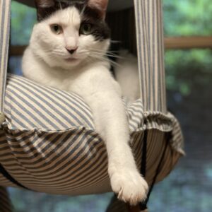 キャットトラピーズが大好き♪