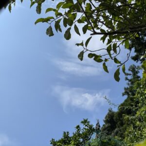 きょうの空と猫たち