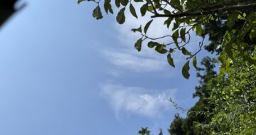 今日の空と猫たち