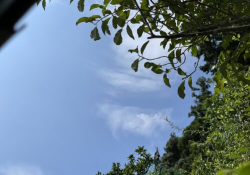 今日の空と猫たち
