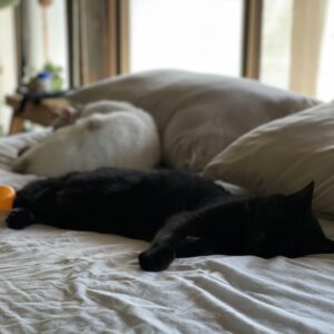 お尻を嗅ぎたい猫と嗅がれがちな猫