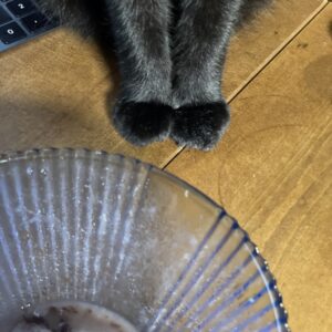 氷あずきの残骸を見つめる黒猫「うらら」