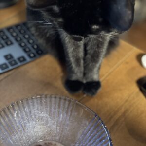 風が通り抜ける様なてぬぐいシャツとランチョンマットに布草履〜猫と一緒に暮らす2025.8....