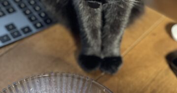 氷あずきの残骸を見つめる黒猫「うらら」
