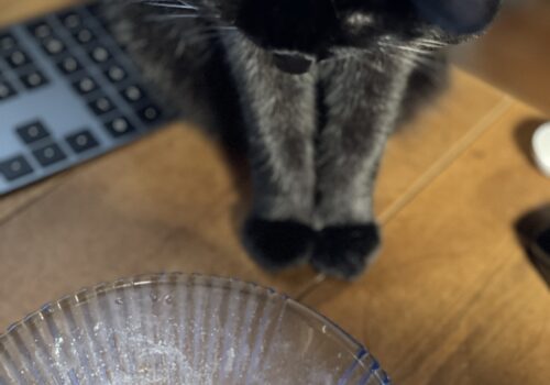 氷あずきの残骸を見つめる黒猫「うらら」