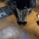 氷あずきの残骸を見つめる黒猫「うらら」