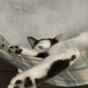 今日も猫三昧〜もっとかまってほしい人間