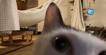 THREEPPYで可愛い２本入り猫じゃらしGET