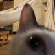 THREEPPYで可愛い２本入り猫じゃらしGET